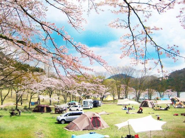 春 キャンプ場 桜